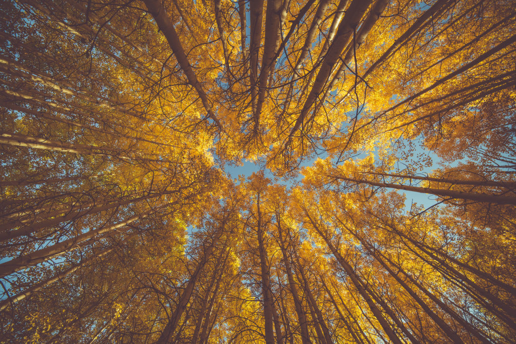 Looking up into tree's yellow leaves