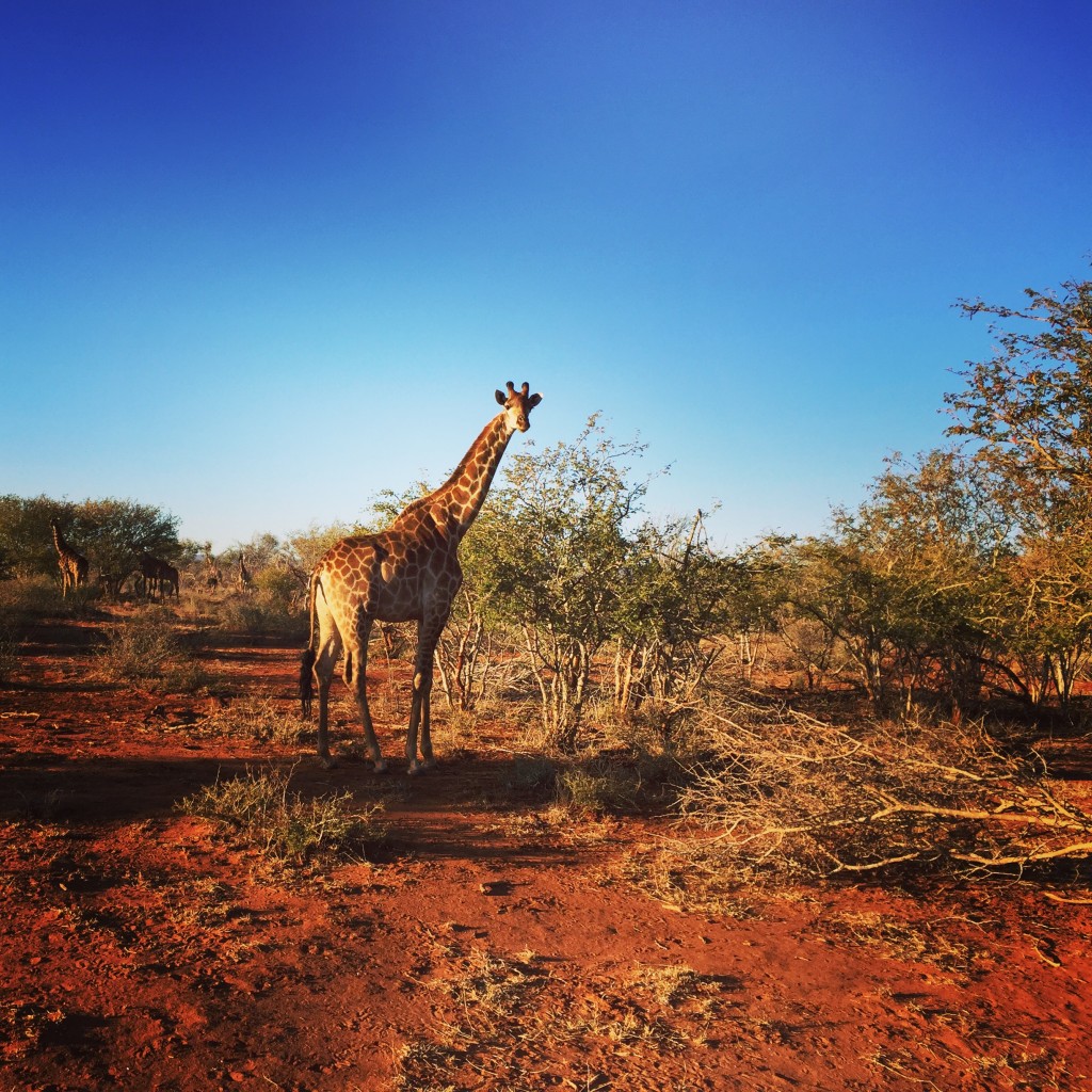 Giraffe in nature